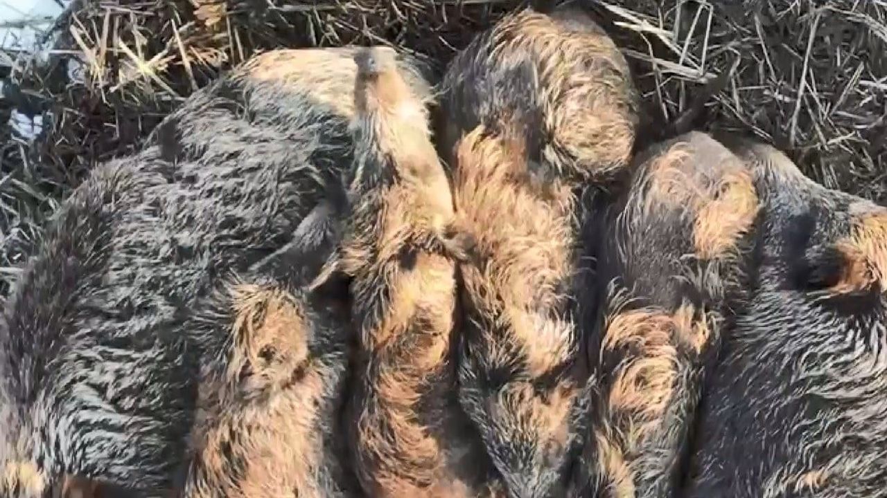 Kars’ta Yumak Halinde Uyuyan Domuz Ailesi Drone ile Kaydedildi