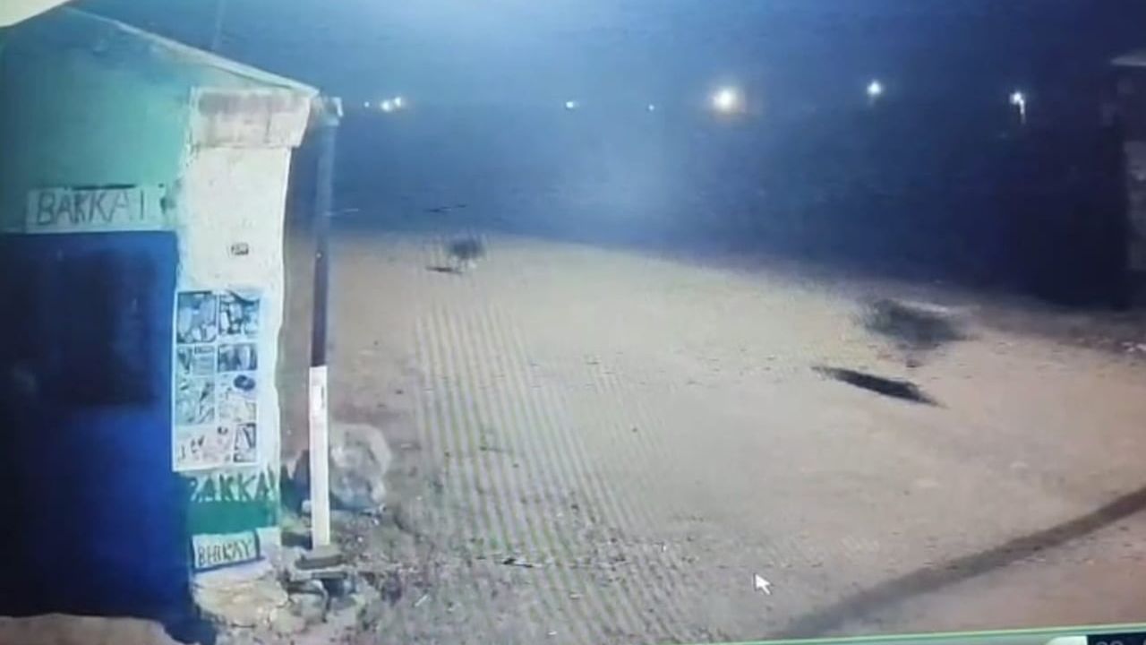 Kars’ta zincirleme kovalamaca: Tilki, 2 aç kurt ve sokak köpekleri