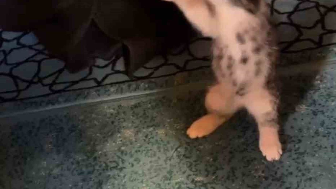 Karşıyaka Camii'nde yavru kedi vaaz sırasında cemaatle oynadı