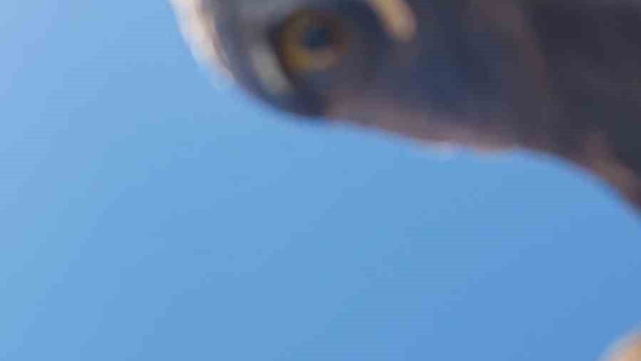 Kartal dronu kapıp 3 bin rakımlı zirveye bıraktı — Görüntüler kayıt altına alındı