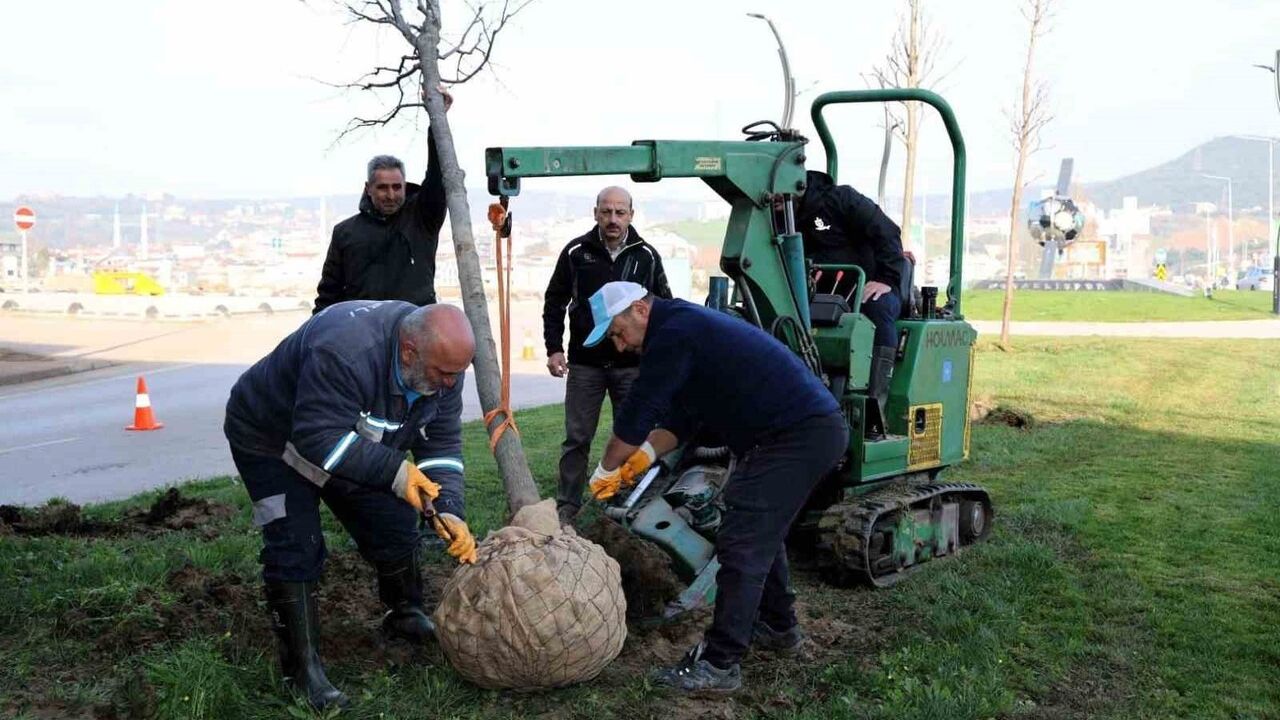 Kartepe tramvay çalışmasında sökülen ağaçlar fidanlıkta yeniden hayat buluyor