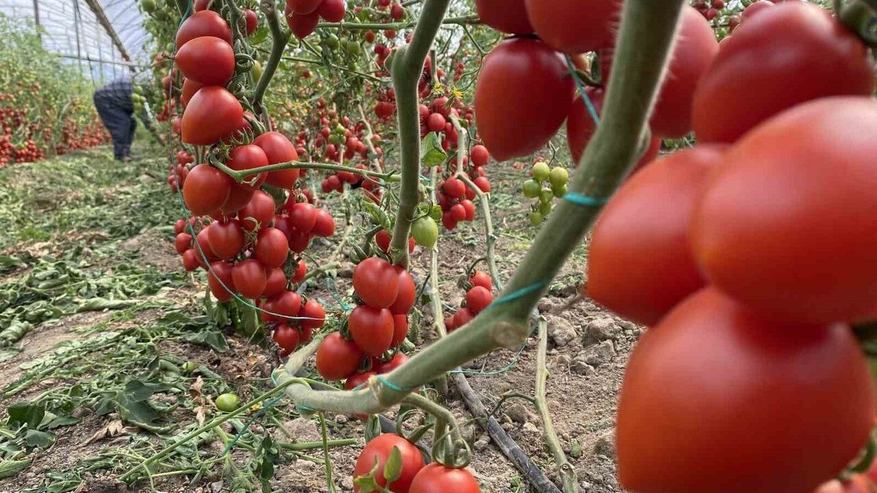 Kasım’da domates ve sebze fiyat endekslerinde sert düşüş