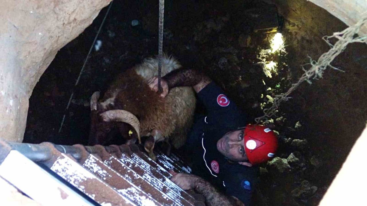 Kayıp sanılan 2 koyun, çocuğun sesiyle 5 metrelik kuyudan kurtarıldı
