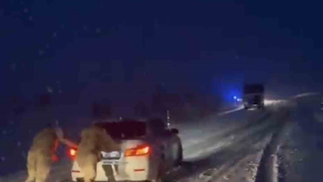 Kazanan rampasında kar engeli: Muş-Bulanık yolunda jandarma müdahalesi
