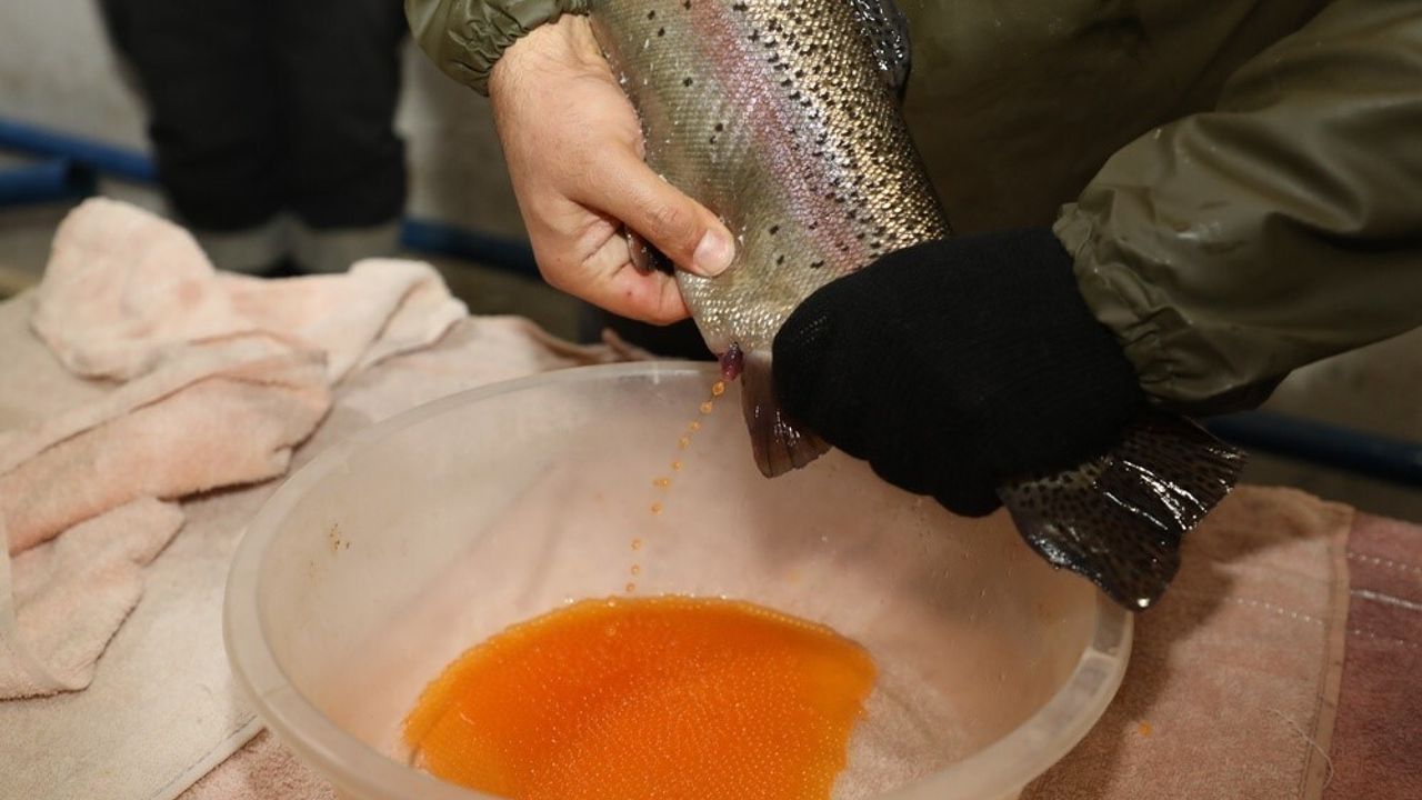 Keban İstasyonunda Gökkuşağı Alabalığı Sağım Çalışmaları Devam Ediyor