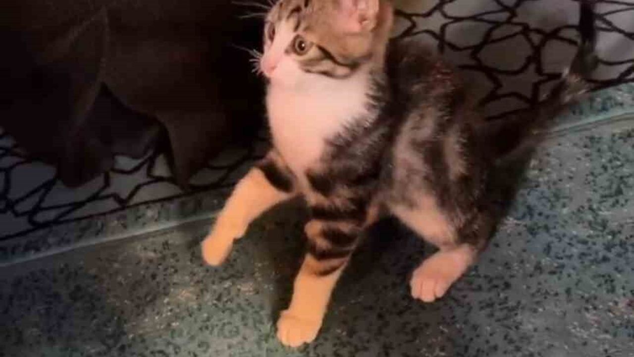 Kemaliye Camii'ne giren yavru kedi vaaz sırasında cemaatle oynadı