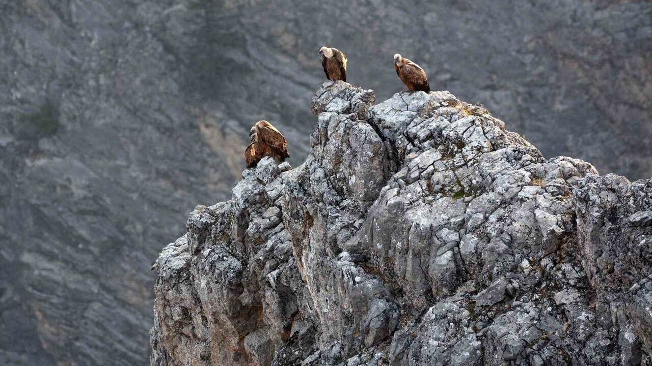 Kemaliye'de göçmen akbabalar çipli halde görüntülendi