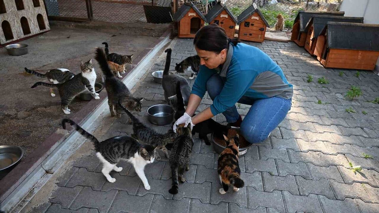Kemer'de 227 sokak hayvanı kısırlaştırıldı ve aşılandı