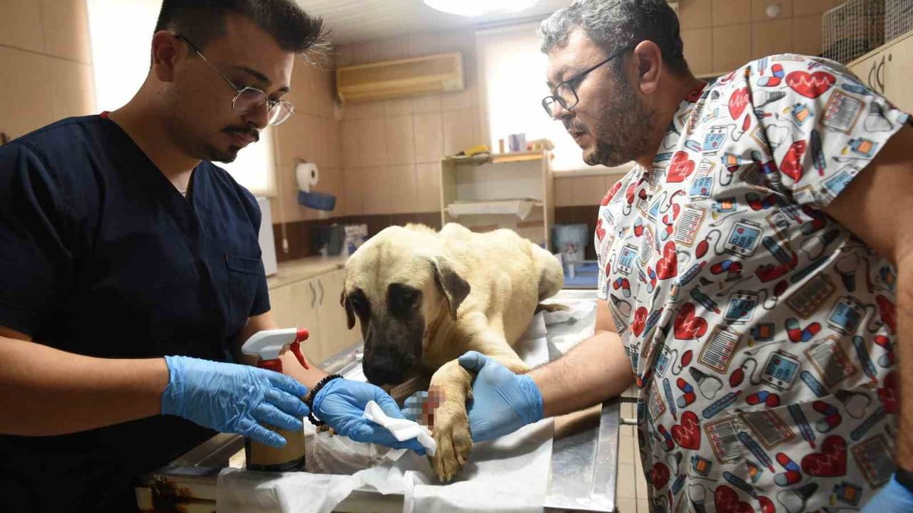 Kepez Belediyesi ekibine saldırı: Saldırgan köpek ihbarı dönüşünde personel hedef alındı