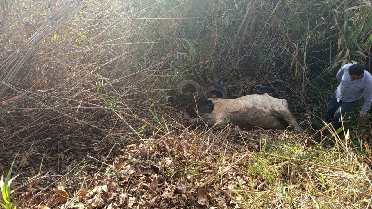 Kırıkhan'da dereye düşen büyükbaş itfaiye tarafından kurtarıldı