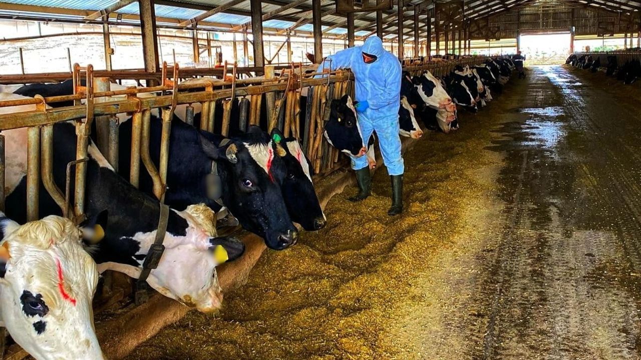 Kırklareli'nde büyükbaş hayvanlarda hastalıktan ari denetimleri