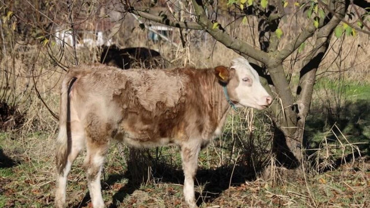 Kırsalda bereket var projesiyle Türkmen Köyü'ne 15 büyükbaş destek