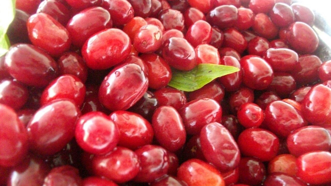 Kızılcıkla soğuk algınlığına karşı doğal koruma