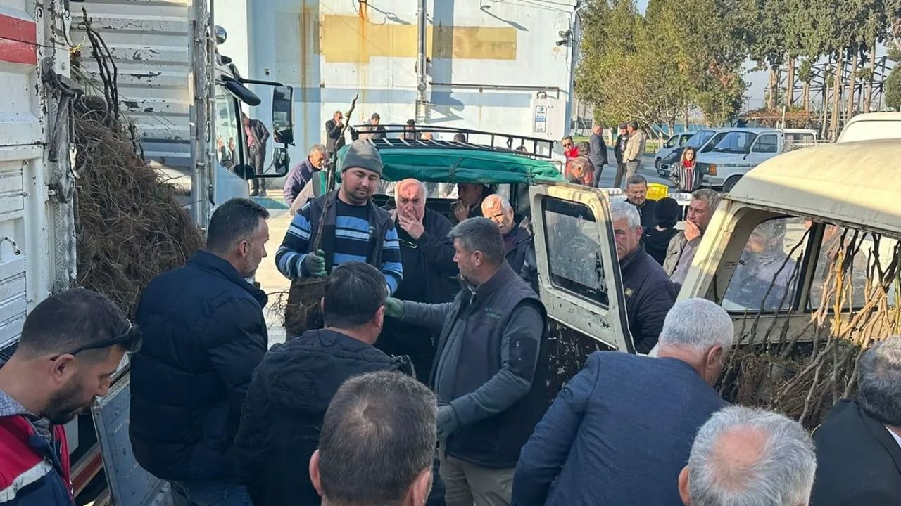 Koçarlı'da 4 bin 330 Sarı Lop incir fidanı dağıtıldı