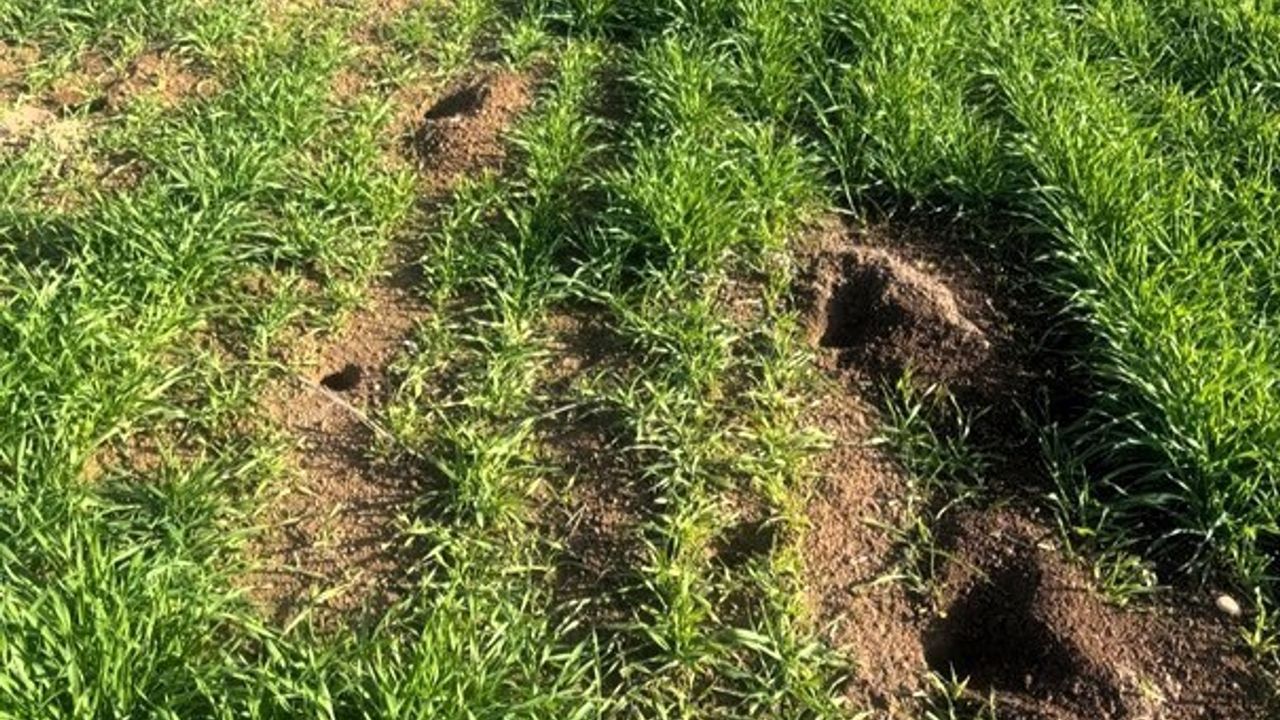 Kofçaz’da tarla faresiyle mücadele ve hububat alanlarında denetim