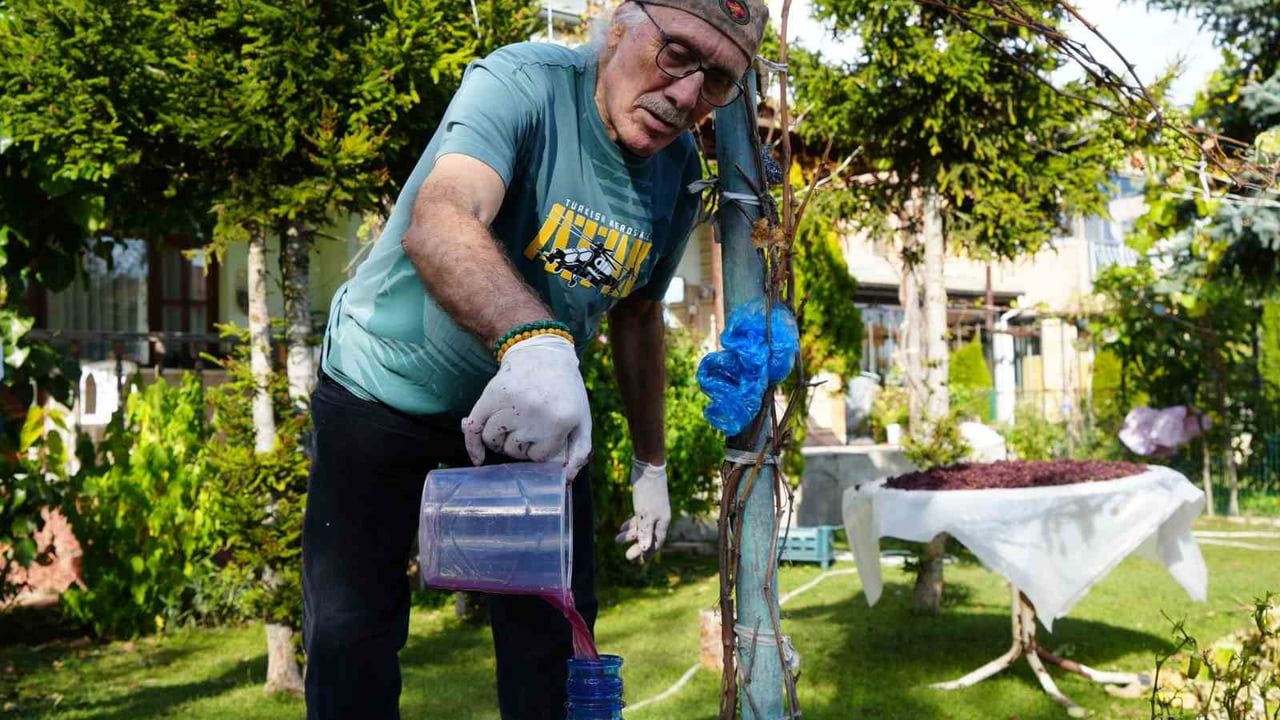 Kokulu kara üzüm üretimi yaygınlaştırılacak