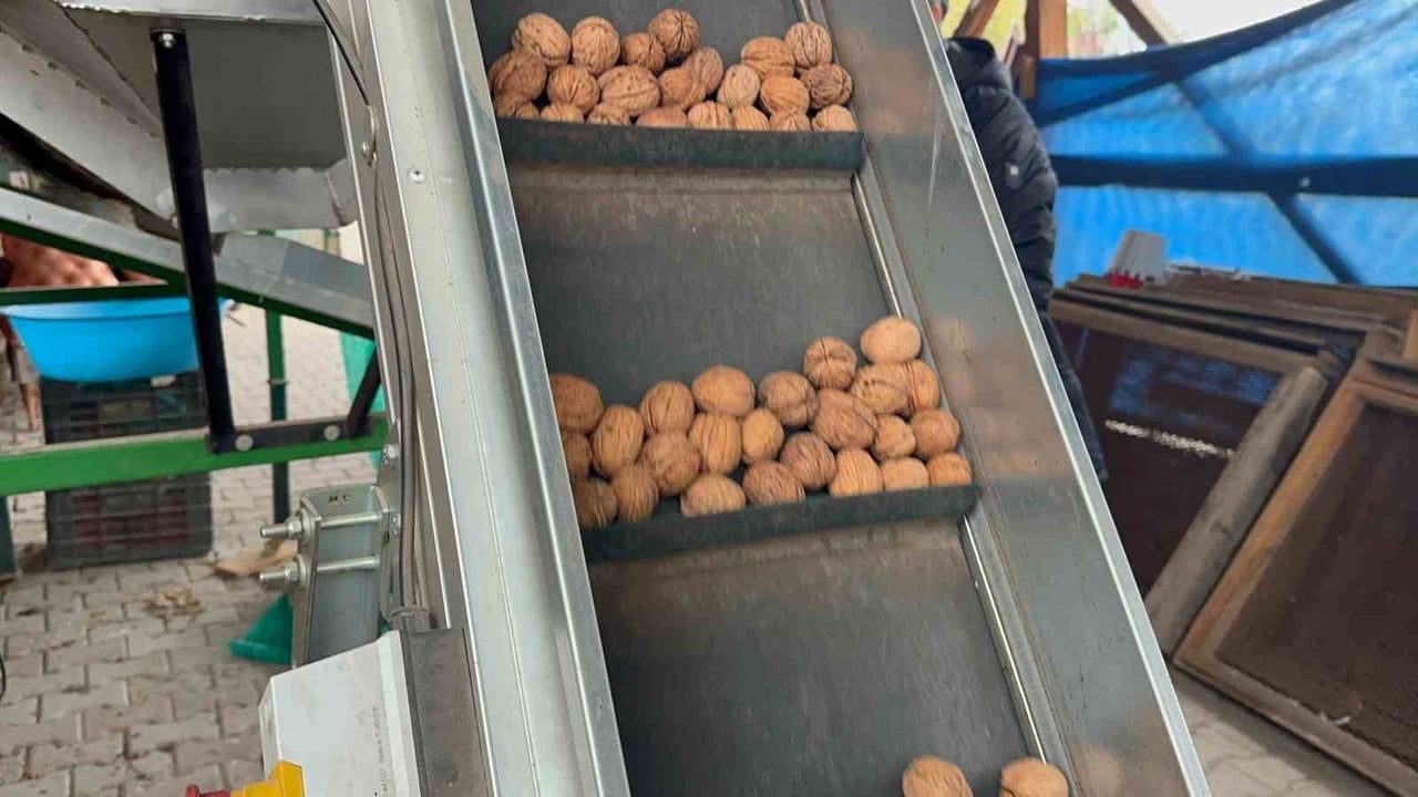 Konurlar Mahallesi'nde ceviz üretimi canlandı: Gençler ve İstanbullular bahçe kuruyor