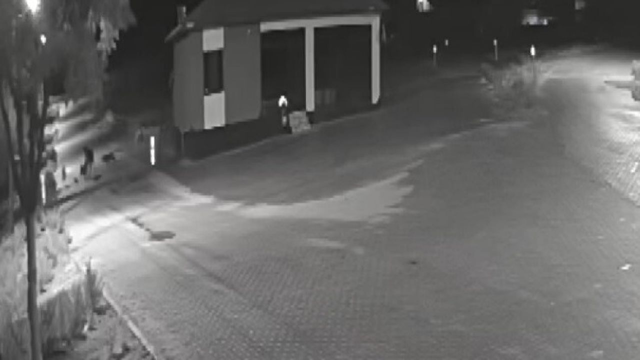 Konya Kadınhanı'nda kurt sürüsünün eşeğe saldırısı kamerada