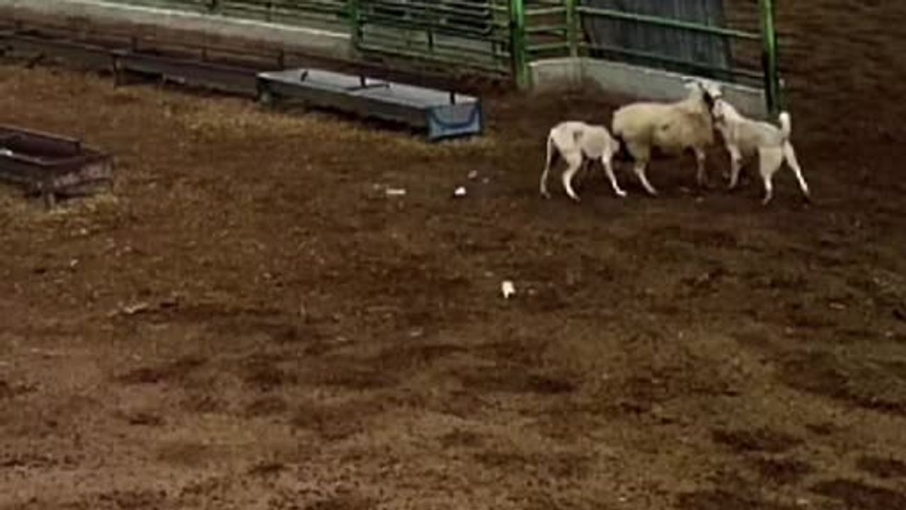 Konya Karapınar'da sokak köpekleri koyunu telef etti