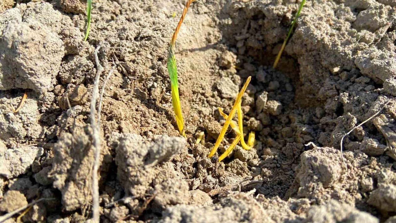 Konya Ovası'nda yağışlar son 3 ayda yüzde 44 azaldı