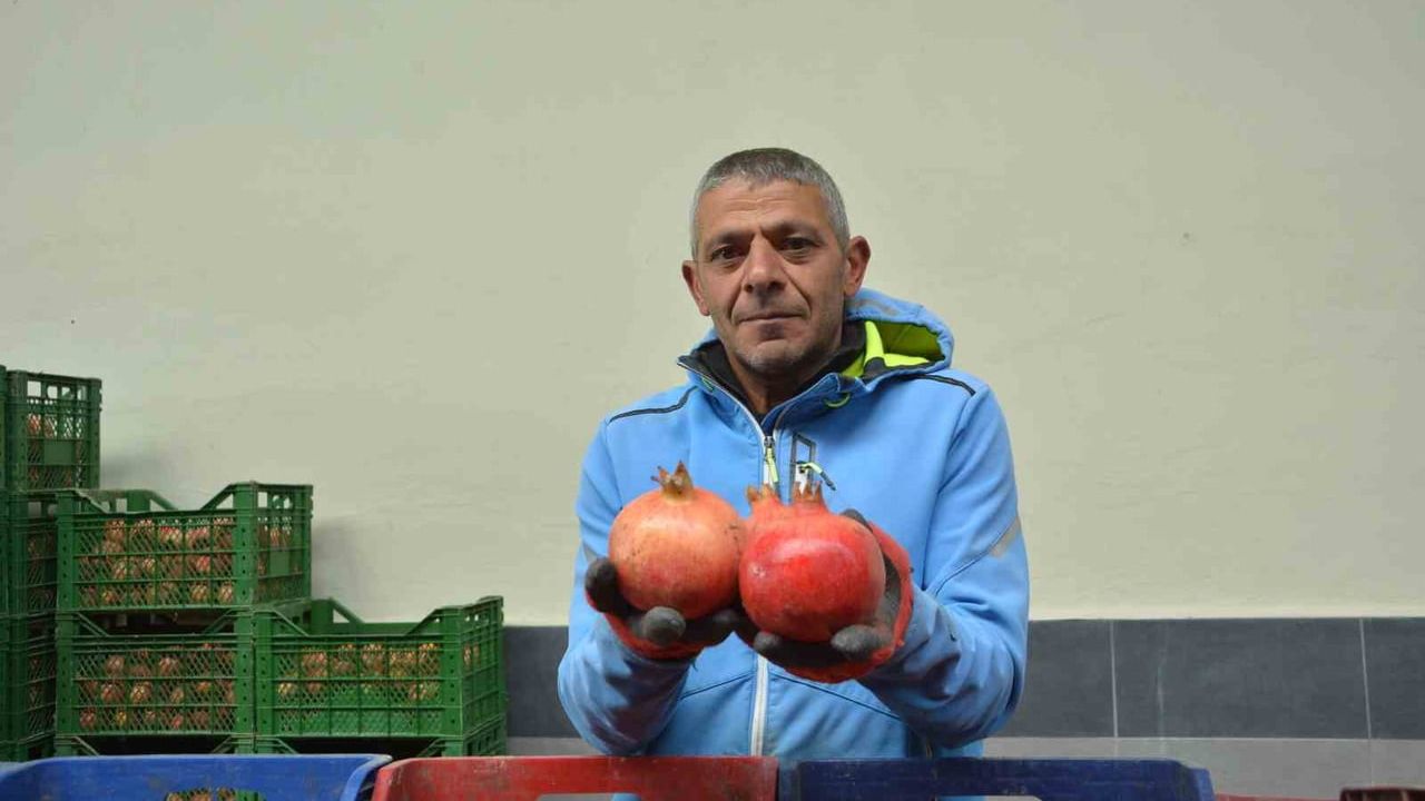 Korkuteli’nden nar ihracatı Avrupa ve Rusya’ya uzandı