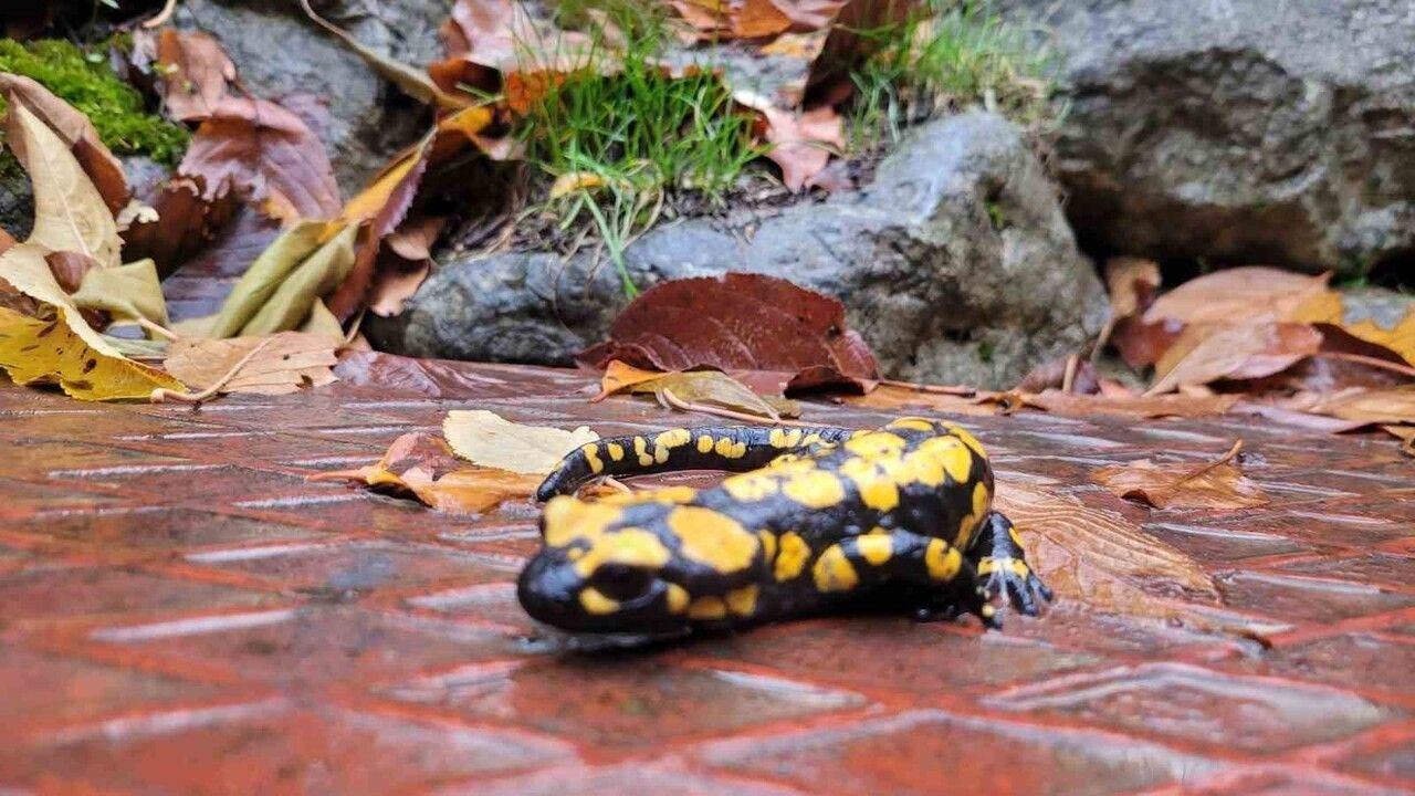 Koruma Altındaki Benekli Semenderler Kemaliye'de Görüntülendi