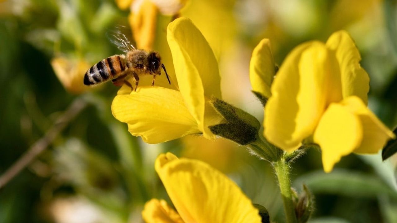 Koruma Altındaki 'Eber Sarısı' için önemli açıklama
