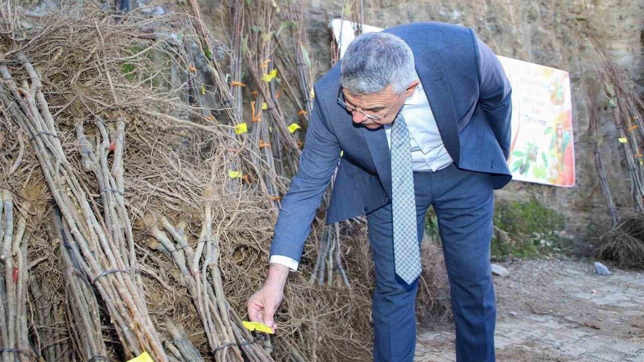 Köşk'te üreticilere kestane fidanı dağıtıldı