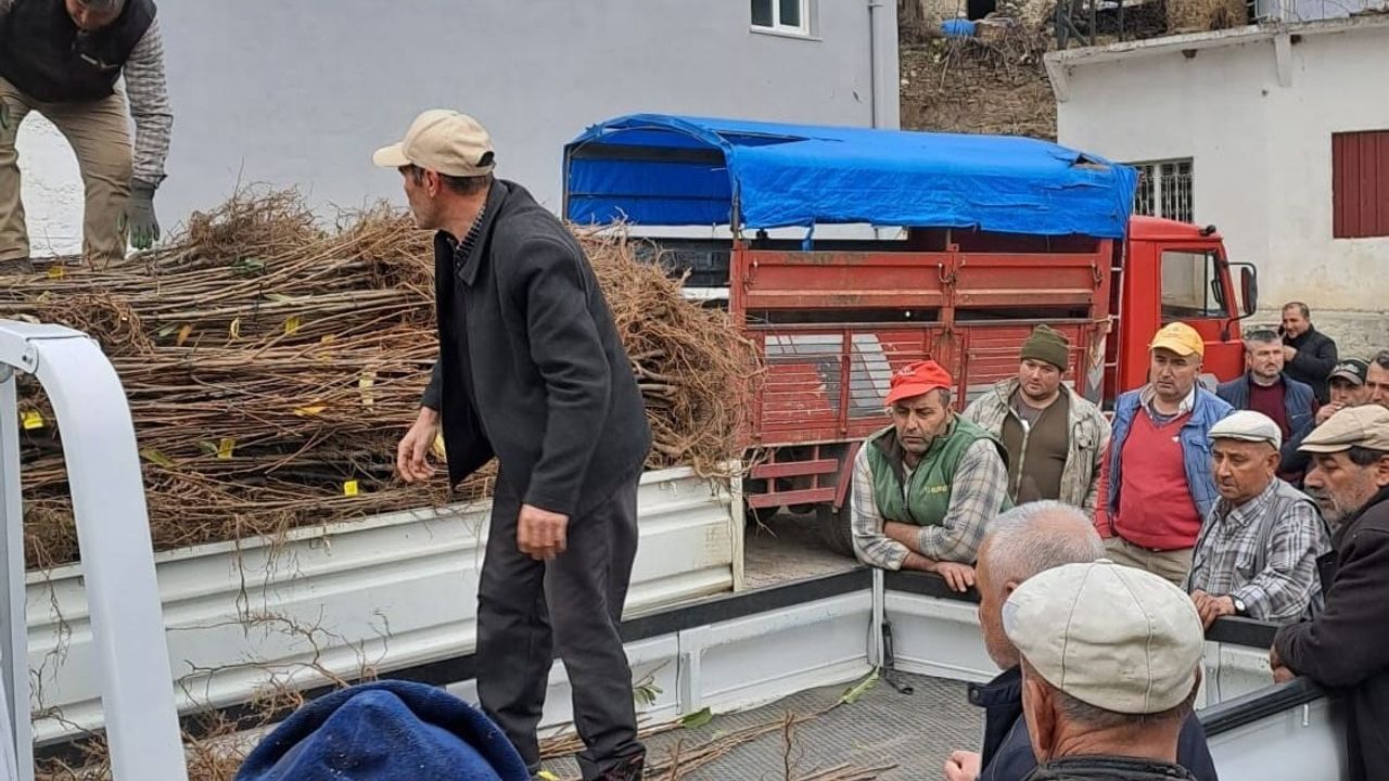 Köşk’te üreticilere köklü kestane fidanı dağıtıldı
