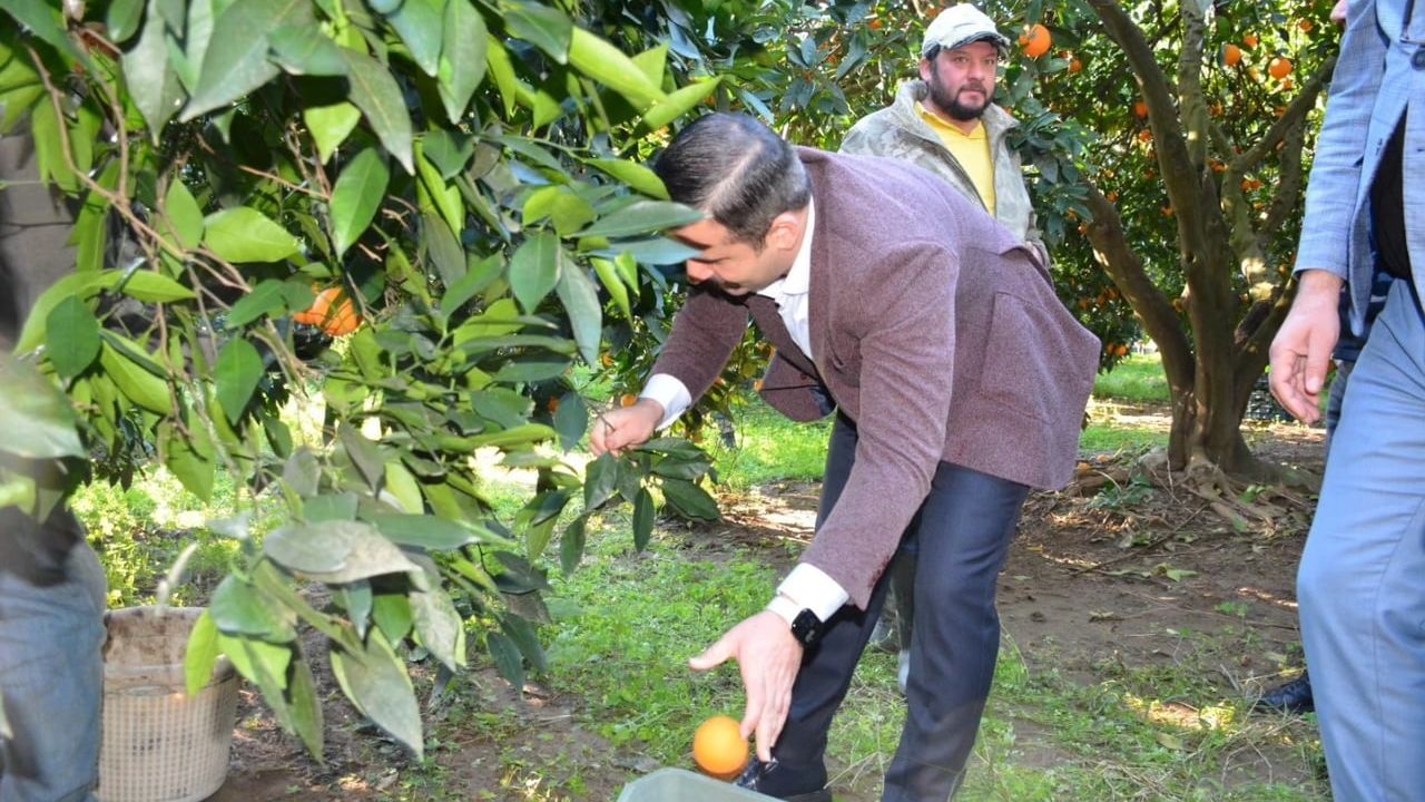 Köyceğiz Portakalı hasadına Kaymakam Mert Kumcu katıldı