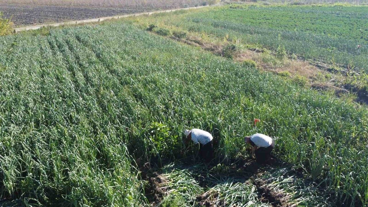 Kozan’da pırasa hasadı başladı: Kilogram 20-22 TL