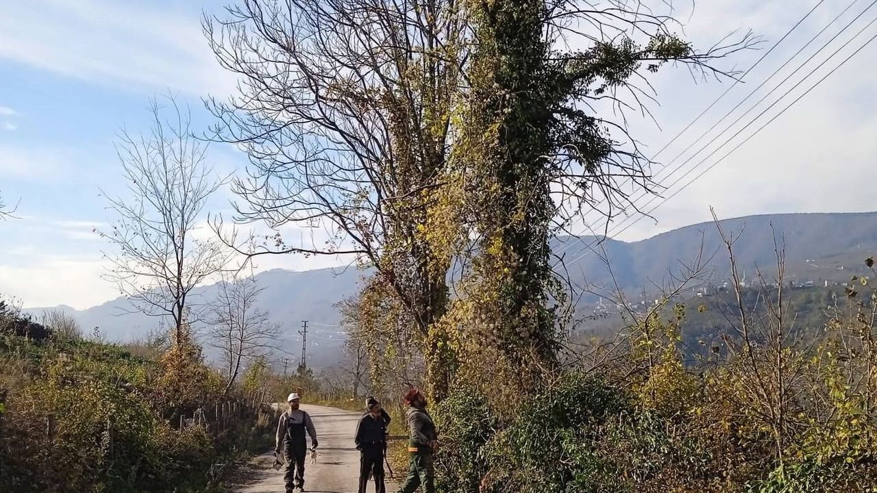 Kumru Demircili'de elektrik tellerine temas eden ağaç dalları kontrollü kesildi