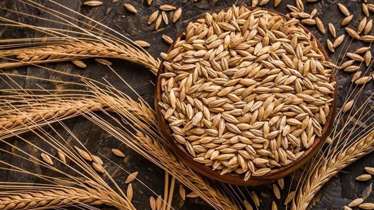 Kuraklık Arpa Ekimini Yaygınlaştırdı