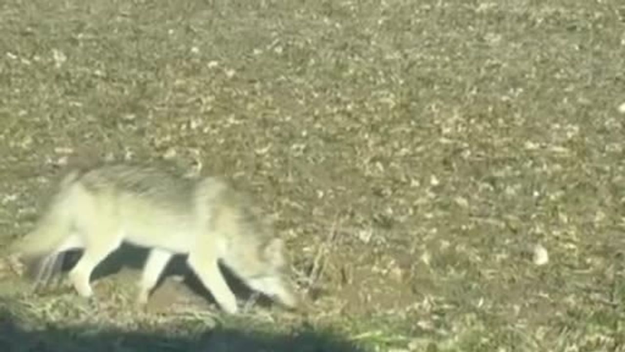 Kurtların Yerleşimlere İnişi: Uzman Çözüm Olarak Kangalları İşaret Etti