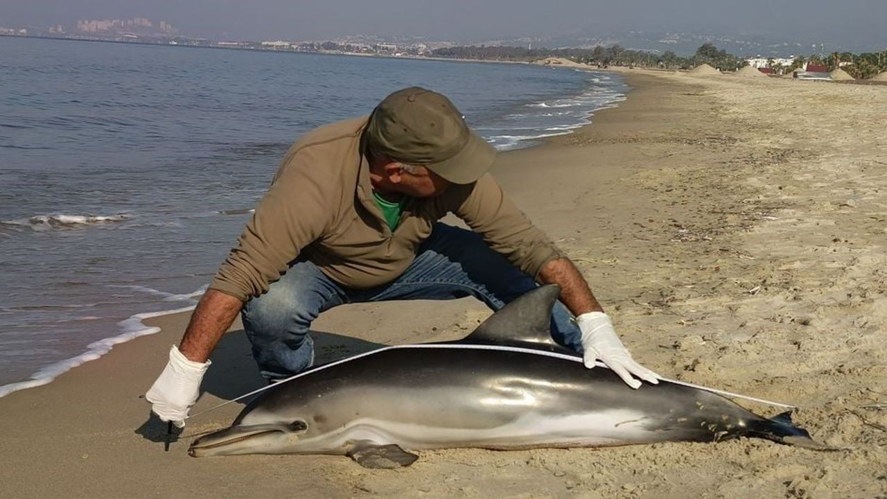 Kuşadası Güzelçamlı'da Tırtak türü yunus karaya vurdu