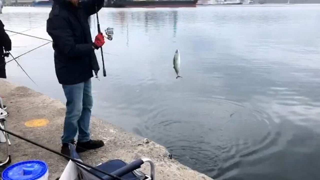 L İskele'de palamut bereketi