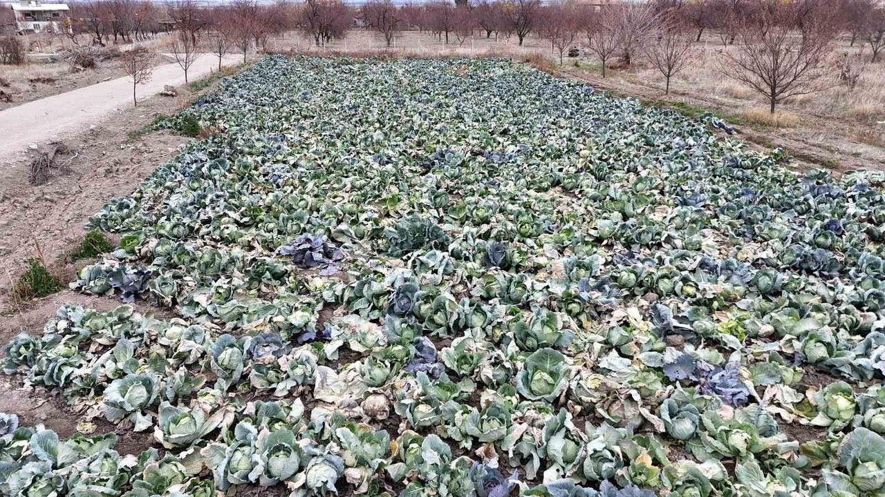 Malatya’da don mağduru üreticiler lahana ekimiyle sezonu kurtarmaya çalışıyor