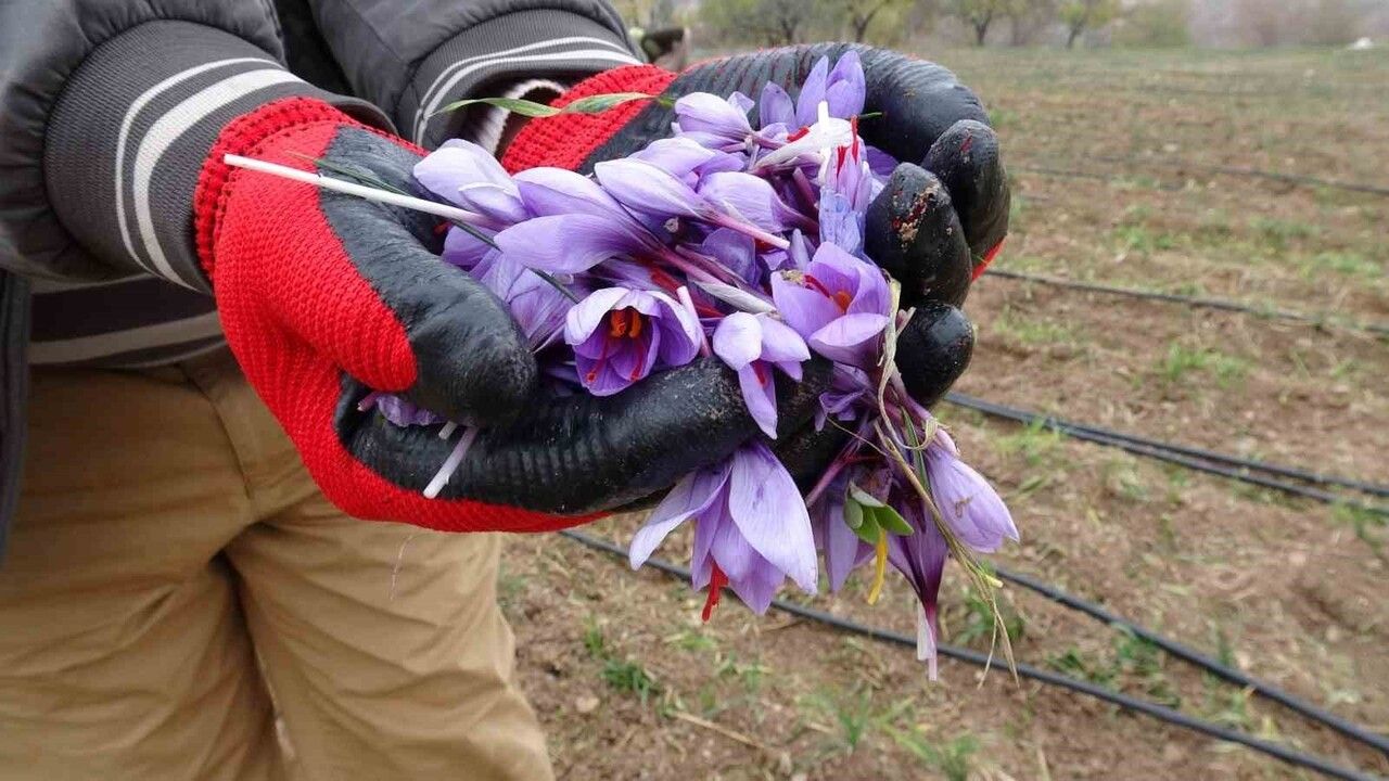 Malatya'da gramı 600 TL olan safran yoğun talep görüyor
