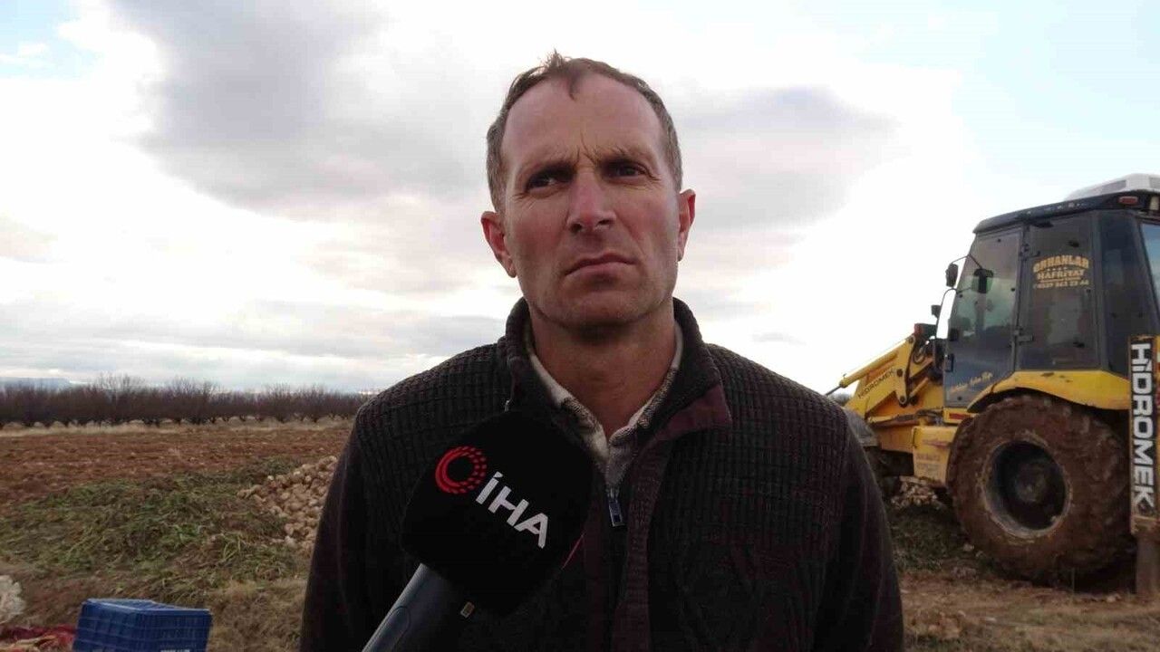 Malatya'da şeker pancarında verim beklentileri aştı