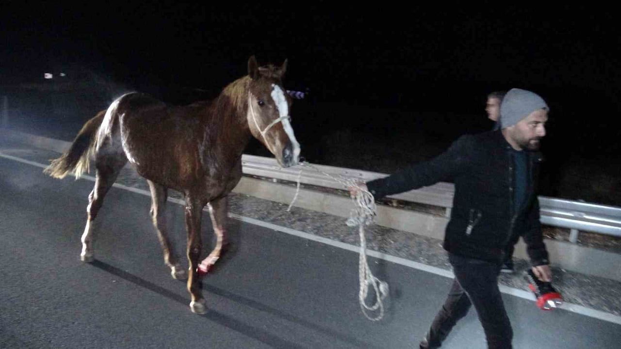 Malatya’da Sultansuyu’ndan kaçan yarış atları karayoluna çıktı: 6 at telef, 2 kişi yaralandı
