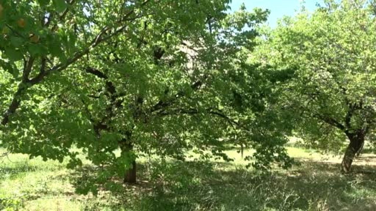 Malatya kuru kayısı ihracatından 11 ayda 275 milyon dolar gelir elde etti