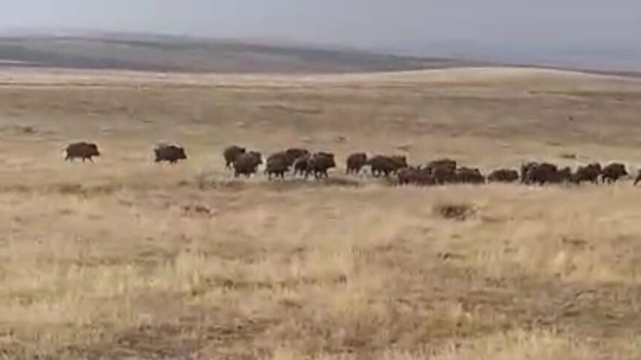 Malazgirt'te kalabalık yaban domuzu sürüsü Nurettin köyü civarında görüldü