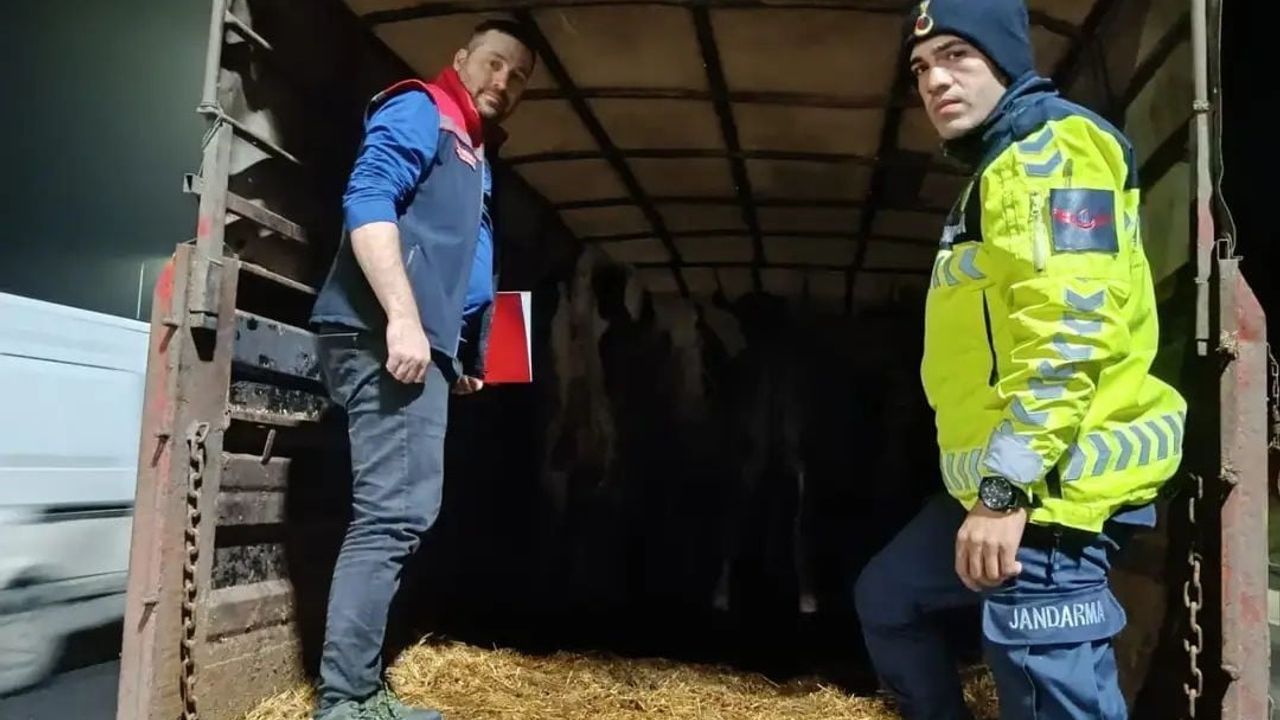 Malkara’da belgesiz hayvan sevkine idari para cezası