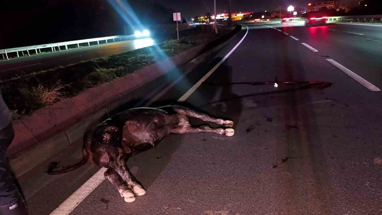 Manavgat'ta D-400 kara yolunda ağıldan kaçan inek telef oldu