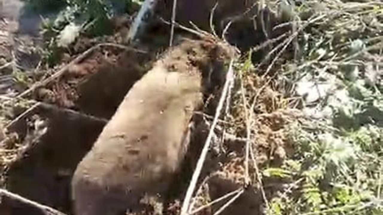 Manisa'da nadir köstebek Poyraz Mahallesi'nde görüntülendi