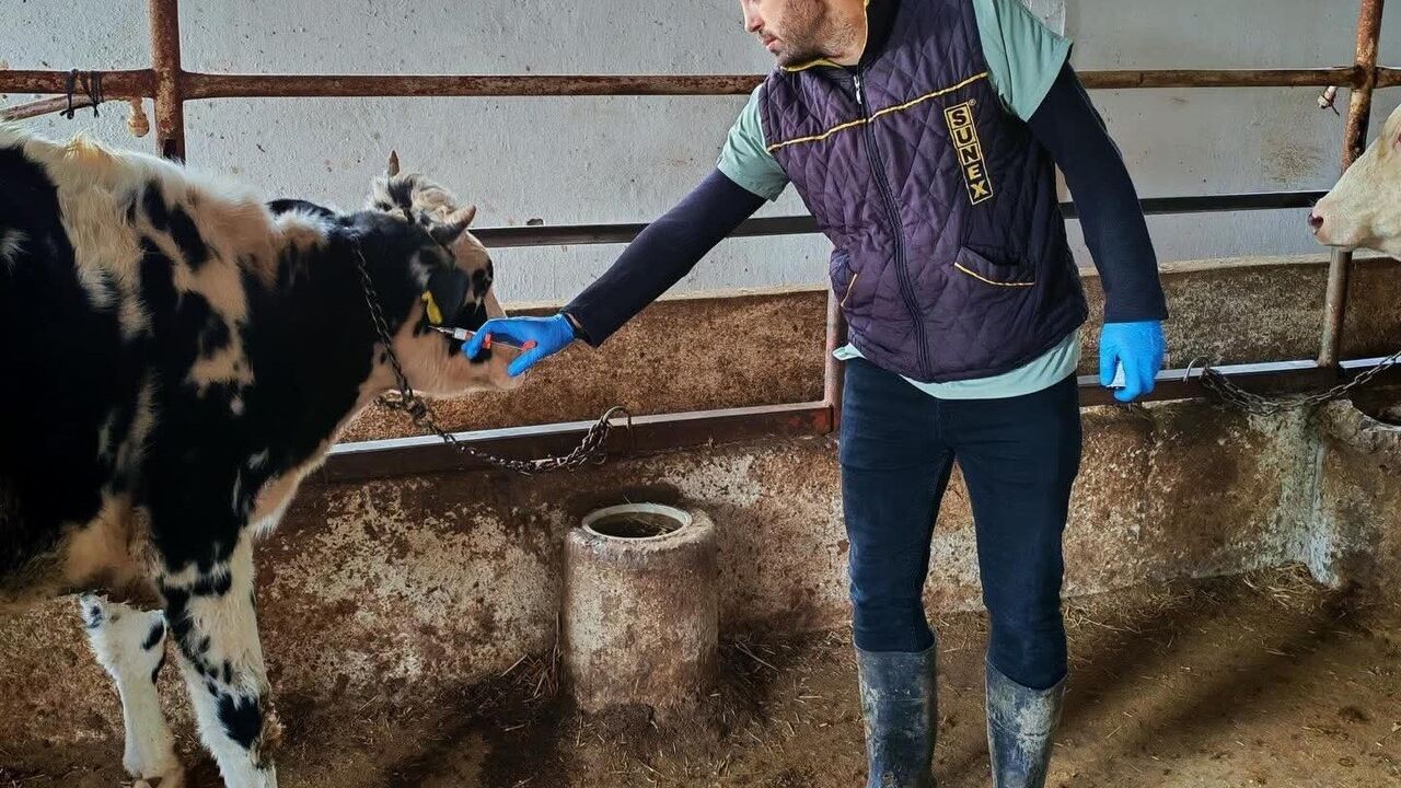 Marmaraereğlisi'nde SAT-1 varyantına karşı büyükbaş aşılama çalışması