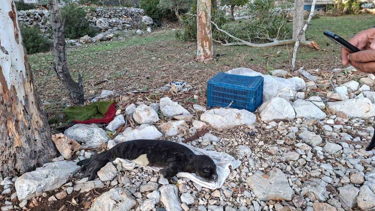 Marmaris Serçe Limanı’nda fırtına sonrası kıyıya vuran yavru Akdeniz foku koruma altına alındı