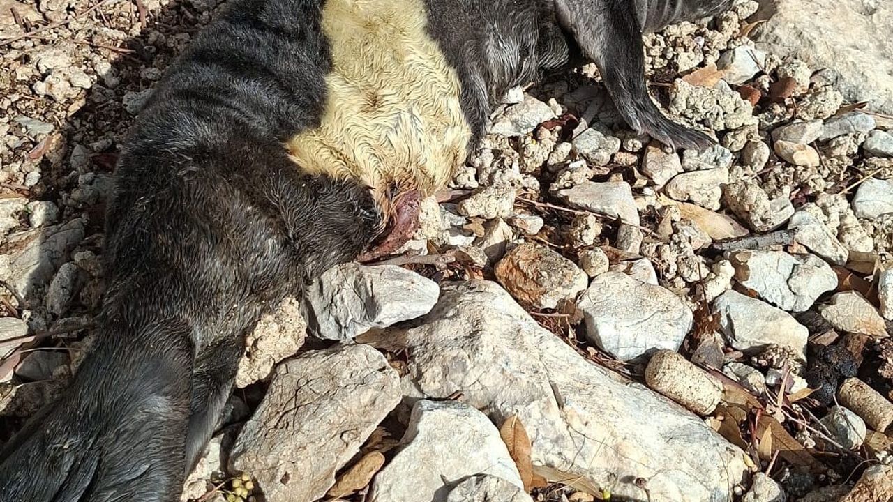 Marmaris’te kıyıya vuran yavru Akdeniz foku balıkçılarca korumaya alındı