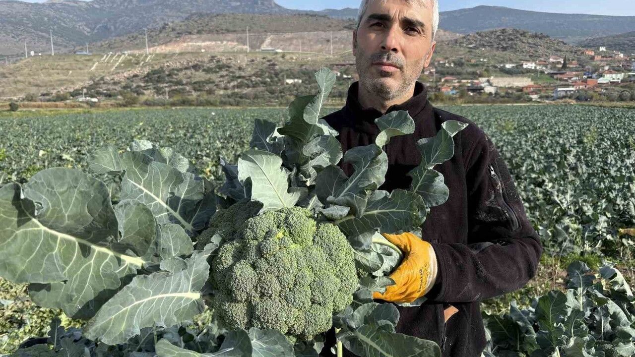 Menemen Ovası'nda 'yeşil altın' brokoli hasadı başladı