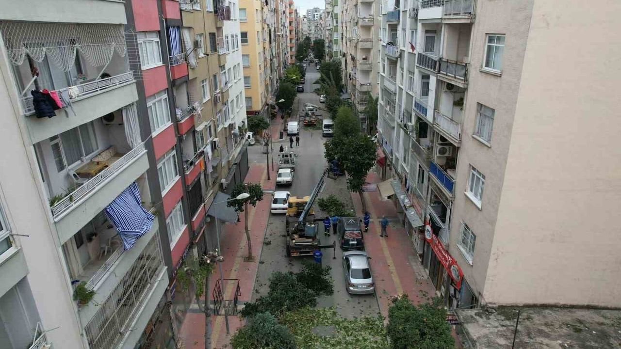 Mersin Akdeniz'de ağaçlara kış bakımı ve budama çalışmaları